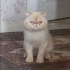 ROMEO