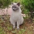 Duman