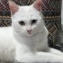 Pamuk