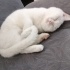 Pamuk