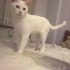ZİCO