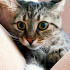 Tossy