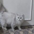 Pamuk