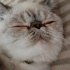 Dilber