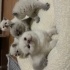 Kedi