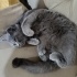 Toprak