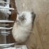 Kedi