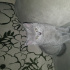 duman