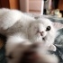 PAMUK