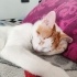 Bulut