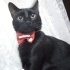 Zeytin