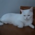 Boncuk