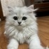 Barbi