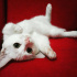 Pamuk