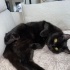 Mircat