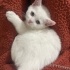 Simba