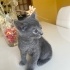 Duman