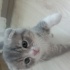 Yavru kedi