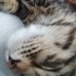 fifi