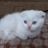 Bulut