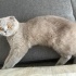 Zilli