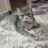 Duman