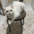 Pamuk