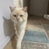 münir