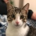 Ceku