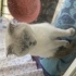 Lady