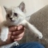 mia