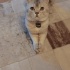 DUMAN