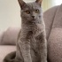 Simba