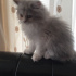 Pamuk