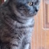 Bulut