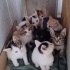 Bolca ücretsiz kedi...