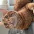 Ciro