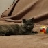 Pamuk