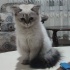 Süslü