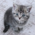 Duman