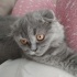 Dilber