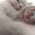 Lola