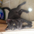 Duman
