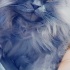Kitty