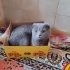 Duman