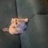 Marshmellow