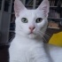 Timba