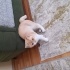 Mamuş