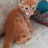 simon