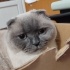 Heya